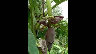 Fruiting of banana plant ##step by step##କଦଳୀ ଗଛରେ କେଉଁ ଭଳି ଭାବେ ଫଳ ଆସେ ଦେଖନ୍ତୁ ##