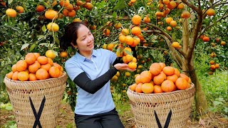 How to Harvest Tangerine \u0026 Go to the market to sell - Farming and Cooking | Hometown Life