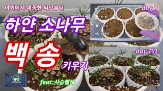 야외에서 채집한 씨앗부터 하얀소나무 백송 키우기. how to grow white pine tree from seed picked up outdoor.