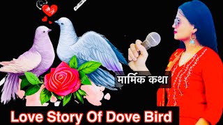 Love Story of Dove bird | Dhukurko Katha | Radha Oli