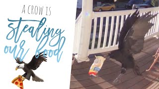 Vlog 978 - A Crow Stole Our Food! 😳🦅