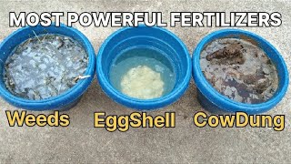 The most strongest organic liquid fertilizers for tomatoes, strawberries, flowers and eggplants