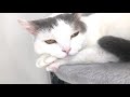 兄猫vs妹猫 キャットタワーの争奪がはじまりました・・【スコティッシュフォールド】