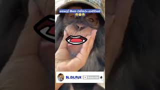 හෙලෝ මගෙ රත්කරං යාළුවනේ කොහොමද....😀😁😂😍❤️ බොරු මරිසි දාන්නෙපා... 😁 #short #trending