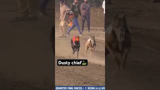 dusty chief #shortvideo #shortsvideo #shorts