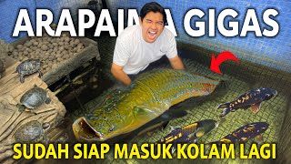 ARAPAIMA GIGAS SUDAH SIAP KEMBALI KE KOLAM! KOLAMNYA UDAH JERNIH BANGET HARI INI!