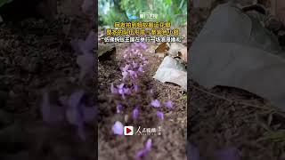 【大陸】走花路？重慶一網友路遇螞蟻搬運花瓣形成紫色小路