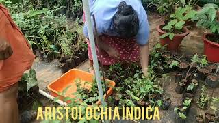 Aristolochia indica packing