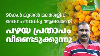 90കൾ മുതൽ മഞ്ഞളിപ്പ് രോഗം ബാധിച്ച ആലക്കോട് പഴയ പ്രതാപം വീണ്ടെടുക്കുന്നു.