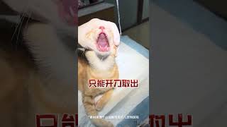 猫咪不会告诉你的五个秘密！关乎生命安全！猫咪知识 猫咪的秘密 养猫知识