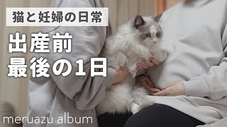 ラグドール猫2匹と妊婦が過ごす最後の日【安産祈願】