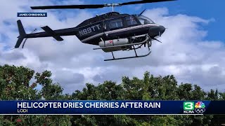 Lodi orchard finds unique solution to protecting cherries from rain