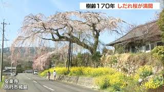 安楽寺の「しだれ桜」満開 樹齢170年の名木