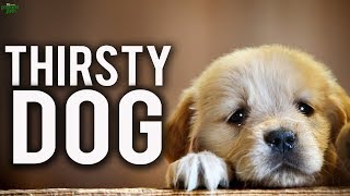 The Thirsty Dog (Life Changing Story)