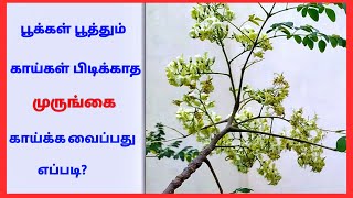 காய்க்காத முருங்கையை காய்க்க வைப்பது எப்படி /பூ உதிர்வை தடுக்கும் மருந்து/முருங்கை/முருங்கை மரம்/