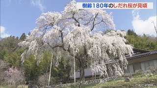 樹齢180年天然記念物の「しだれ桜」が満開　愛知・豊田市大野瀬町の大安寺