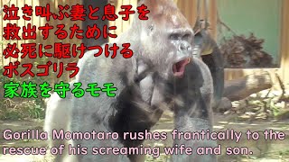 Gorilla Momotaro rushes to the rescue of his wife and son, who are crying out for help.