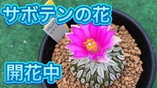 サボテンの花が咲く#cactus#サボテン#多肉植物