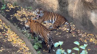 ミンピお母さんに怒られる子トラ【‎2024年‎12月14日】【上野動物園】スマトラトラ