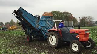 Bietenrooien met 1 rijige oldtimer bietenrooiers in Harpel