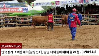 #달성소싸움경기장 한강급 결승(통합챔피언) (이칠+청이)ox fight stadium闘牛競技場。На поле битвы.2019.4.8