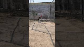 Batting in Nets#shorts #cricket #games #sports #childhood #nostalgia #comedy #explore #friends #fun