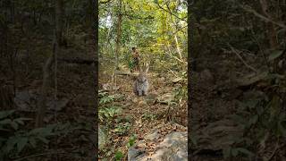 open rabbit 🐇 🐰 chathing jungle VFX funny 😱 my Village #shorts #animals #wildlife #viral #tiger