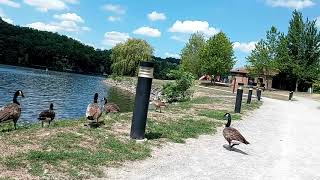 Chloe chasing geese