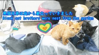 報告★野良猫の黒猫兄弟は育った庭から巣立ちましたReport ・ Black cat brothers went out to become adult cats