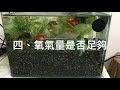 養魚先養水，孔雀魚好養嗎？看你怎麼養