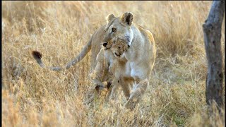 The first picnic of the two-month-old baby lion! [Africa Safari Plus⁺]63