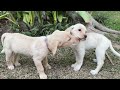 【生後77日】10頭のラブラドールの子犬・出産から巣立ちまで day 77 ten labrador puppies from birth to leaving the nest