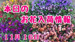 本日のお花入荷情報🌸