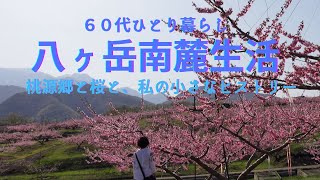 【八ヶ岳南麓60代一人暮らし】#59 戦争に行った父の話・私の小さなヒストリー①/新府・美しき桃源郷より/再・満開の蕪(かぶら)の桜並木/猫たち/移住暮らし/田舎暮らし/シニアライフ