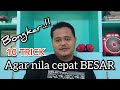 BONGKAR  10 TIPS, AGAR NILA CEPAT BESAR