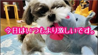 【シーズー】今日はいつもより激しいです【shih tzu】