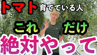 【トマト】育てる上で大事なこと4選！初心者はこれだけやっておけばOK！