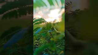 yeno indru yeno nature whatsapp status // life living and nature // nature of Kerala // morning view