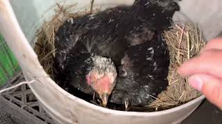 Qaib Thai and Jungle Fowl -Checking up on eggs