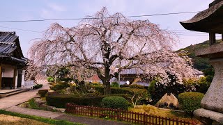 4K HDR 山口 安養寺の桜 Yamaguchi, Sakura at Anyoji