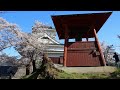 無人癒しライブ 上山城と桜 3　kaminoyama castle and cherry blossoms　 桜　 上山城