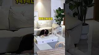 狗狗看似是來安慰我，其實是惦記著我桌上的麵包 #狗狗