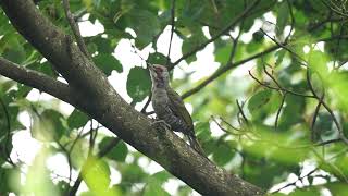 アオゲラ(緑啄木鳥♂)　～ Japanese Green Woodpecker ～