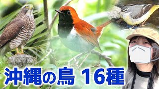 真っ赤な小鳥発見！？森林は鳥がいっぱい♪【野鳥撮影vlog】