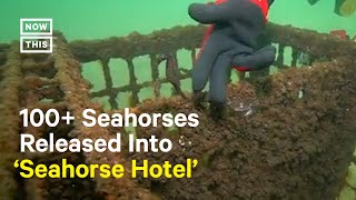 How This 'Seahorse Hotel' Is Helping the Endangered Species