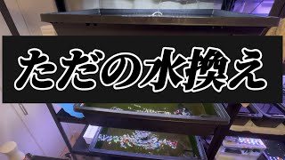 【俺の金魚】我が家のプラ舟の水換えをご紹介