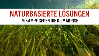 Wie uns die Natur beim Klimaschutz hilft: Naturbasierte Lösungen im Kampf gegen die Klimakrise