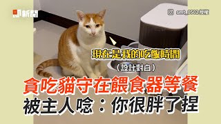 貪吃貓守在餵食器等餐　被主人唸：你很胖了捏│寵物│貓咪｜猫｜ねこ│Pet│Cat│Kitten