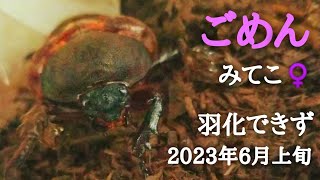 【カブトムシ飼育】ごめん「みてこ」 羽化できず 2023年6月上旬