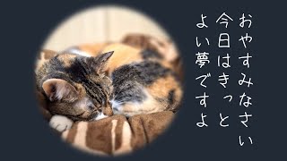 『グリム童話ラプンツェル』/ 読み聞かせさんと猫キャス20241209